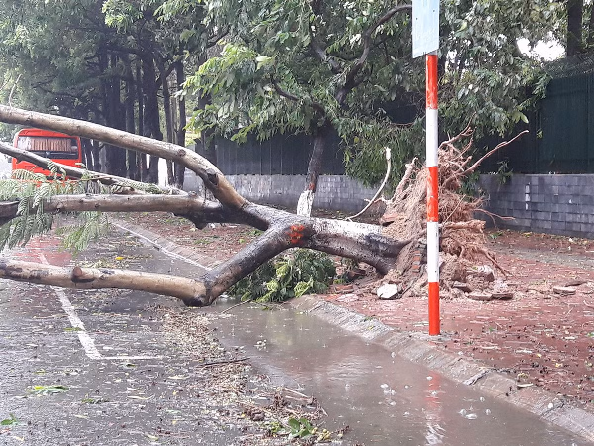 Cây đổ, gãy cành ngập khắp tuyến phố Hà Nội.