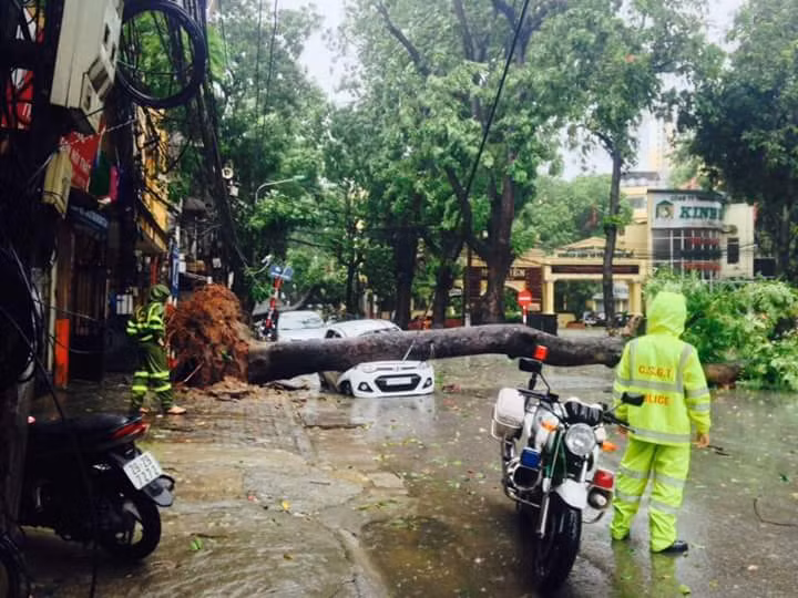 Gió bão khiến cây to bật gốc đè bẹp một chiếc ô tô con. Ảnh: Anh Tuấn