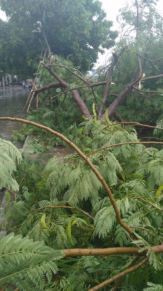 Sau khi khắc phục xong hậu quả cơn bão số 1 này, có lẽ Công ty TNHH MTV Công viên Cây xanh Hà Nội sẽ phải xem xét lại kế hoạch trồng cây phượng ở dải phân cách đường Đại Cồ Việt – Xã Đàn – Ô Chợ Dừa. Tuy rằng cây phượng sinh trưởng nhanh, sớm tỏa bóng mát nhưng thân cây cũng giòn và dễ gãy khi gặp gió lớn.