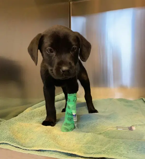 Xuc dong chu cho hoc ngon ngu cua nguoi khiem thinh