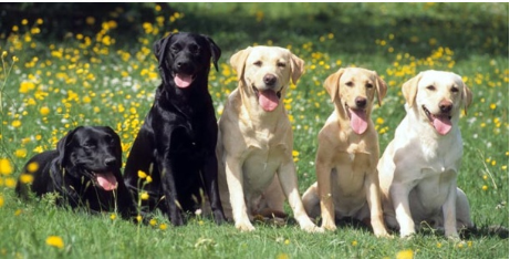 Xuc dong chu cho hoc ngon ngu cua nguoi khiem thinh-Hinh-3