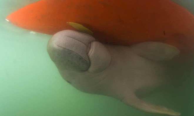 Bo bien lac me thanh 