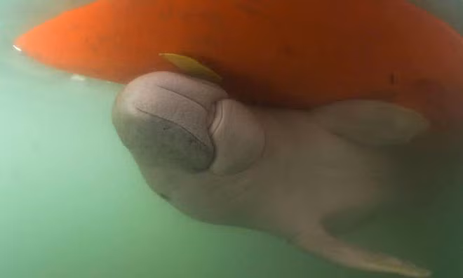 Bo bien lac me thanh 