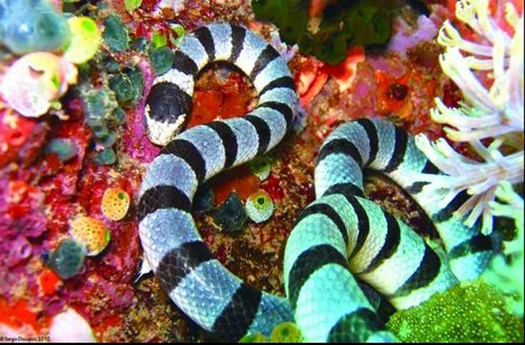 Rắn biển chủ yếu sống ở vùng biển Ấn Độ Dương và Thái Bình Dương. Laticauda colubrina là loài rắn biển có tên khoa học Laticauda colubrina sọc đen, sọc trắng có khả năng lặn ở độ sâu 30 m dưới nước.
