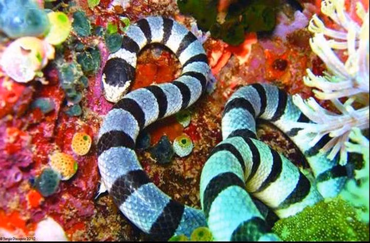 Rắn biển chủ yếu sống ở vùng biển Ấn Độ Dương và Thái Bình Dương. Laticauda colubrina là loài rắn biển có tên khoa học Laticauda colubrina sọc đen, sọc trắng có khả năng lặn ở độ sâu 30 m dưới nước.