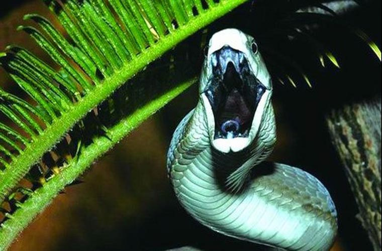Rắn độc đen (Black Mamba) là loài rắn độc dài nhất châu Phi, với chiều dài thân từ 2,5 đến 3,2 m, thậm chí có những con dài tới 4,45m. Đặc biệt loài rắn này có miệng màu đen nên được gọi là rắn đen. Rắn đen Mamba có màu cơ thể là xám nâu, bên trong miệng màu đen. Rắn Mamba là loài rắn bò nhanh nhất thế giới và có độc tính cao.