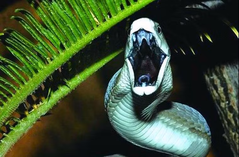 Rắn độc đen (Black Mamba) là loài rắn độc dài nhất châu Phi, với chiều dài thân từ 2,5 đến 3,2 m, thậm chí có những con dài tới 4,45m. Đặc biệt loài rắn này có miệng màu đen nên được gọi là rắn đen. Rắn đen Mamba có màu cơ thể là xám nâu, bên trong miệng màu đen. Rắn Mamba là loài rắn bò nhanh nhất thế giới và có độc tính cao.