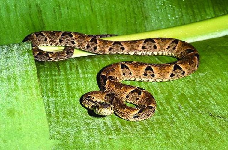 Loài rắn độc Protobothrops Jerdonii có vận tốc tấn công rất nhanh. Người bị loài rắn độc này tấn công mà không được chữa trị kịp thời có thể bị tức ngực, đau cơ và có thể tử vong vì suy hô hấp và suy thận cấp.