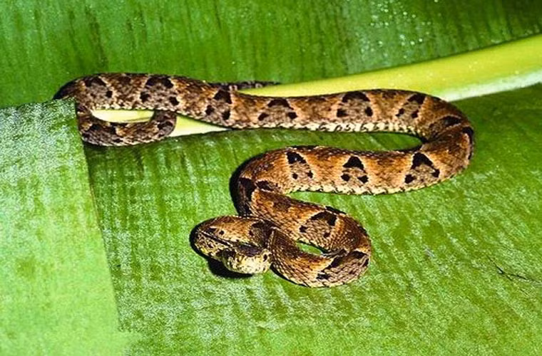 Loài rắn độc Protobothrops Jerdonii có vận tốc tấn công rất nhanh. Người bị loài rắn độc này tấn công mà không được chữa trị kịp thời có thể bị tức ngực, đau cơ và có thể tử vong vì suy hô hấp và suy thận cấp.