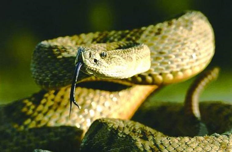 Rattlesnake là loài ăn thịt, thức ăn chủ yếu của chúng là chim và động vật thuộc bộ gặm nhấm. Rắn đuôi chuông là một loài rất nguy hiểm, nọc độc của chúng có thể nhanh chóng làm tê liệt hệ thần kinh các con mồi như chuột, chim và một số loại động vật khác. Khi con người bị rắn đuôi chuông cắn, chất độc từ răng nanh chúng ngấm qua vết thương, vào máu, làm phá vỡ các tế bào thành mạch và gây ra hiện tượng chảy máu bên trong rất nguy hiểm.