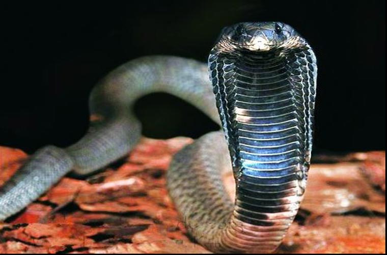 Hổ mang Ai Cập là một trong những loại rắn lớn nhất thuộc họ Naja, sống chủ yếu ở châu Phi và bán đảo Arab. Rắn hổ mang Ai Cập, một loài rắn nổi tiếng mà nữ hoàng Cleopatra dùng để tự tử. Loài này có chiều dài lên tới 2 m, thường sống ở sa mạc và những đồng cỏ khô.