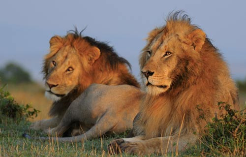 Ly ky tour ve quan he dong tinh cua dong vat