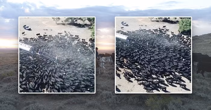 Ca nghin con bo vay bon cho nuoc va su thuc dang so