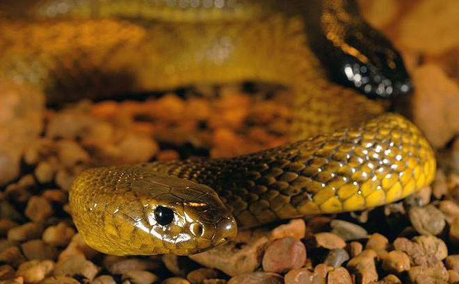 Loài rắn cũng phải đồng tiến hóa với con mồi tự nhiên của chúng, một số con mồi theo thời gian đã phát triển đề kháng với nọc độc của rắn. Đó là một trong những nguyên nhân mà chúng cũng phải “nâng cấp” nọc độc của mình.