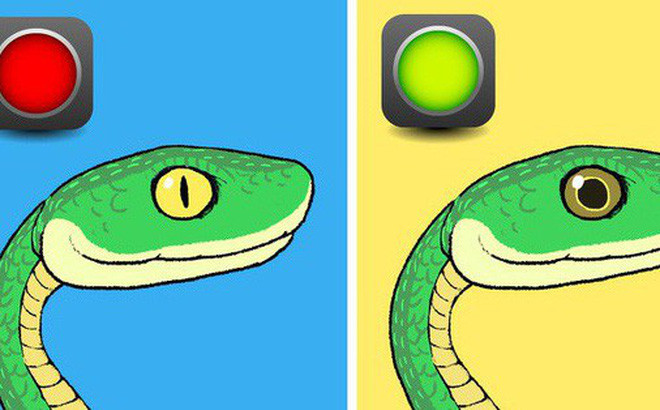 Sống trong một khắc nghiệt, môi trường khô hạn cũng là nguyên nhân loài rắn phát triển nọc độc, nó phải bảo tồn tài nguyên bằng cách chỉ dùng một phần rất nhỏ nọc độc mỗi khi cắn một con mồi.