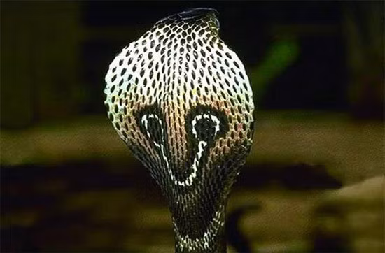 Khi bị rắn độc cắn, việc đầu tiên bạn cần làm là đến cơ sở y tế gần nhất để lấy thuốc giải (nhớ mang theo con rắn hoặc ảnh chụp con rắn để các y bác sĩ nhận định dễ hơn). Lưu ý: không hút độc ra, vì điều đó sẽ khiến các mô xung quanh bị tổn thương còn nhiều hơn là không hút.