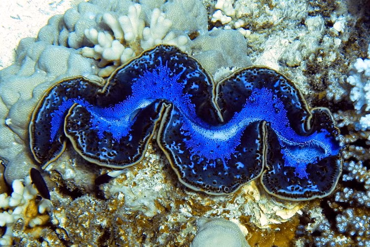 Ngoài khu vực biển Đông của Việt Nam, sinh vật này cũng có thể tìm thấy ở vùng biển nhiệt đới ở Đông Nam châu Á và phía Nam Australia,