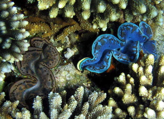 Màu sắc của chúng biến đổi tùy theo từng cá thể, không con nào giống con nào.