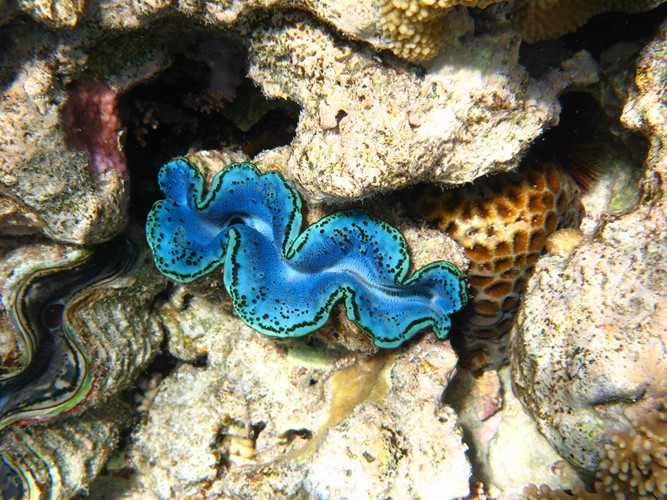 Đây là một loài động vật lưỡng tính khá đặc biệt.