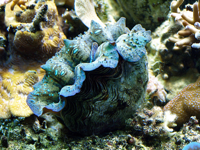 Loài sinh vật độc lạ tồn tại chủ yếu bằng cách hấp thụ các hợp chất hữu cơ được hòa tan trong nước qua lỗ miệng của mình.