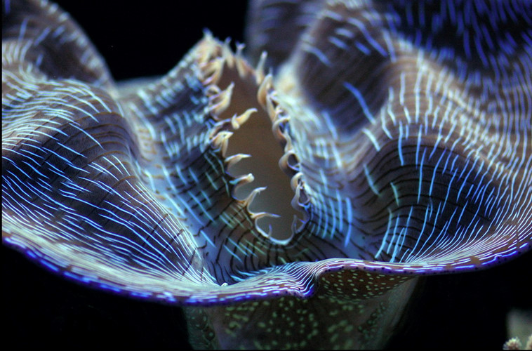 Do số lượng ngày càng khan hiếm, sinh vật đã được đưa vào danh mục những loài sinh vật biển quý hiếm, được bảo vệ đặc biệt ở Việt Nam.