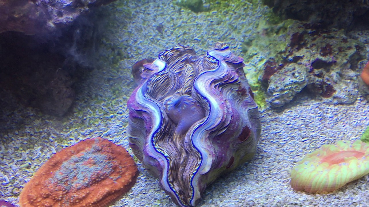 Nhìn thoáng qua, những sinh vật này đã gây ấn tượng với hình ảnh đôi môi căng mọng và quyến rũ, được xem như một trong những sinh vật đẹp mắt nhất có ở vùng biển Đông của Việt Nam.