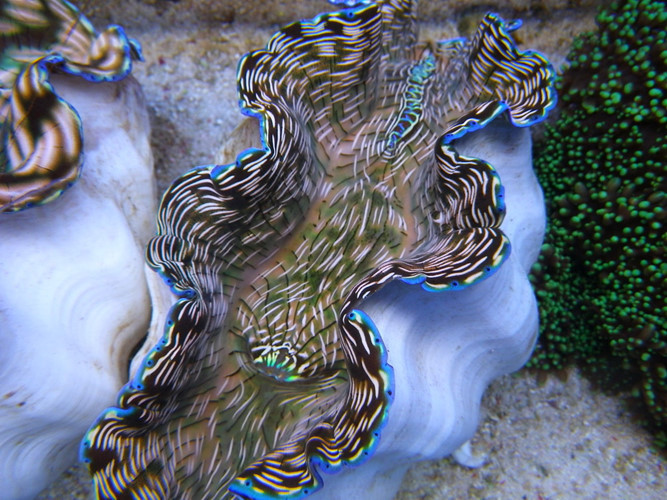 Hai mảnh vỏ của loài sinh vật này dày mịn và thường có hình lượn sóng ở mép, trông giống như một đôi môi mềm mại.