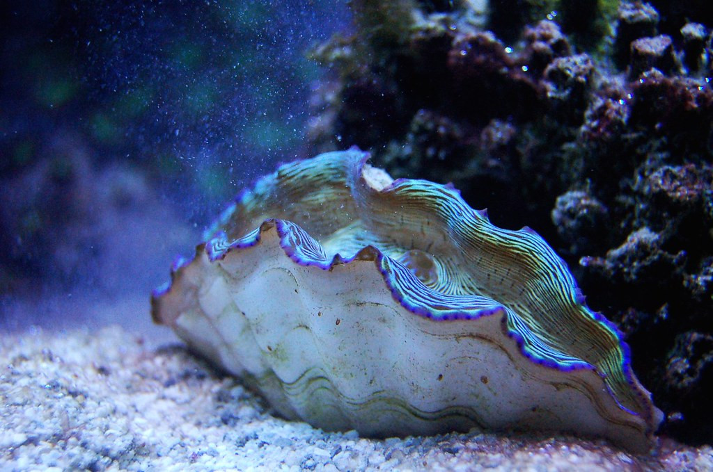 Loài sinh vật trông rất đẹp ở vùng biển Đông của Việt Nam này chính là loài nghêu khổng lồ phương Nam (tên khoa học: Tridacna derasa), còn được gọi là trai tượng.