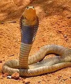 Mỗi lứa hổ mang Ai Cập đẻ 20 quả trứng, dài 5-6,4 cm trong tổ dưới dất. Thời gian ấp trứng kéo dài khoảng 2 tháng, sau đó rắn dài 23-33 cm nở ra. Chúng đạt đến sự trưởng thành về sinh sản sau 2-3 năm.