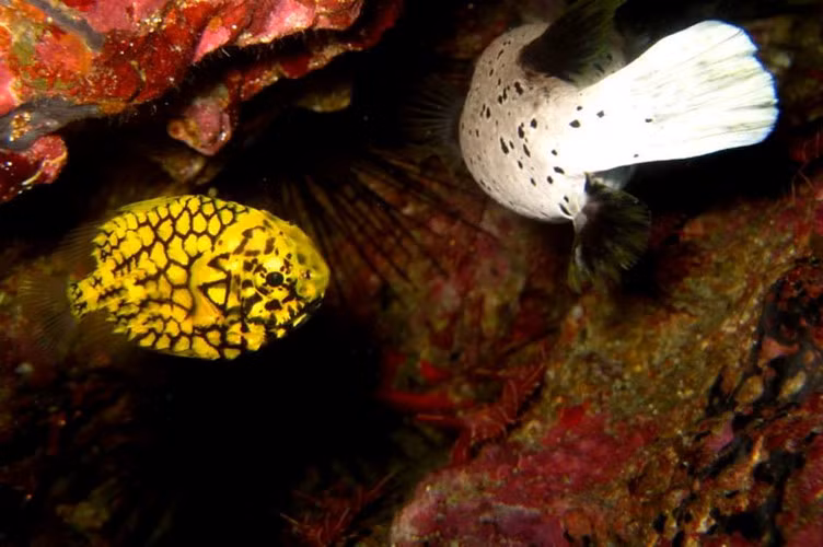 Vảy ở phần thân sau của loài cá này còn có gai nhọn hướng về phía đuôi, một cách thức bảo vệ hiệu quả trước những đòn tấn công từ phía sau.