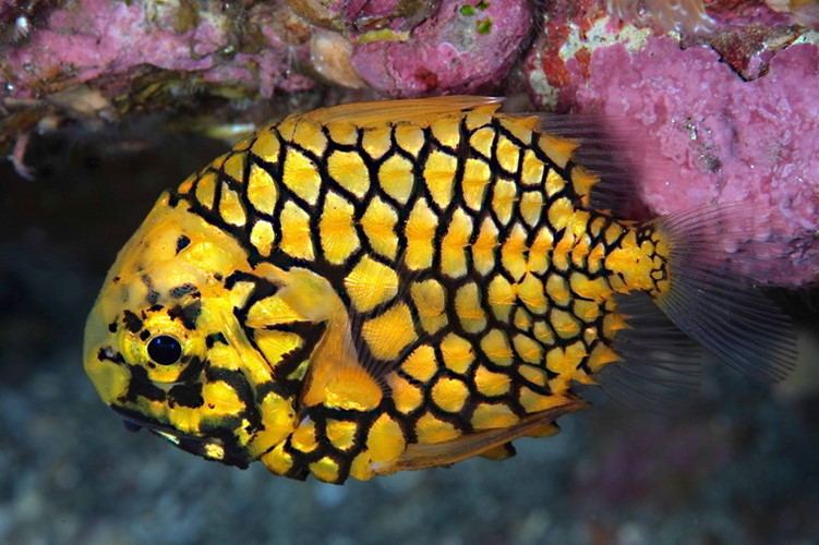 Khi trào lưu nuôi cá cảnh nước mặn trở nên phố biến, cá quả thông đã trở thành một mặt hàng hot, được nhiều người ưa chuộng.