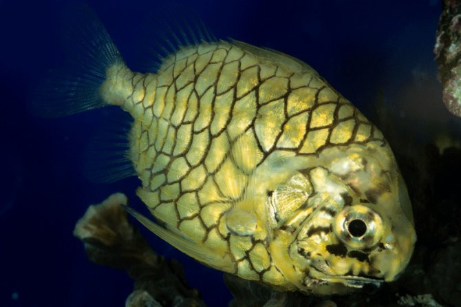 Monocentridae là một họ cá biển nhỏ và bất thường của bộ Beryciformes. Họ này chỉ có bốn loài trong hai chi, một trong số đó là đơn loài.