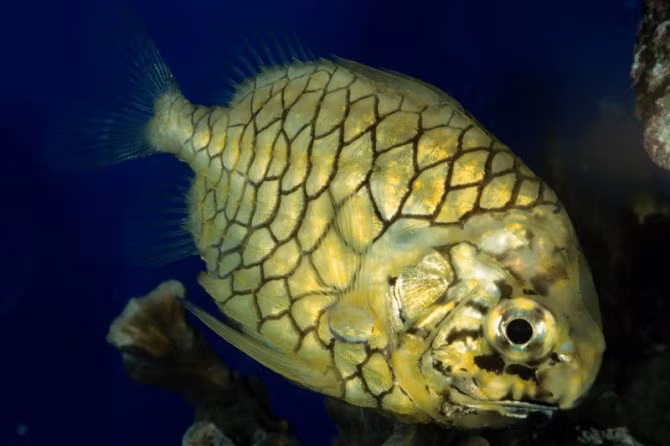 Monocentridae là một họ cá biển nhỏ và bất thường của bộ Beryciformes. Họ này chỉ có bốn loài trong hai chi, một trong số đó là đơn loài.