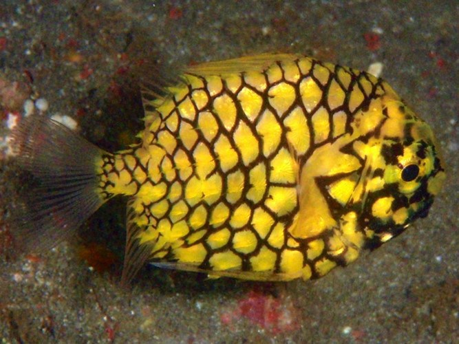 Ngoại hình xù xì, sắc nhọn, trông chúng như những chiếc "xe bọc thép" giữa biển khơi.