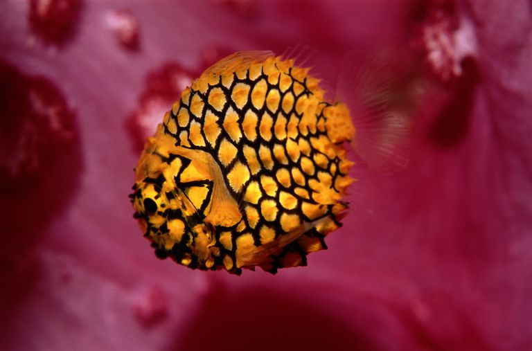 Vùng biển Đông sở hữu nhiều sinh vật độc đáo, trong đó có loài cá quả thông, gây ấn tượng với ngoại hình như một "chiến binh", vũ trang bản thân như một xe bọc thép.