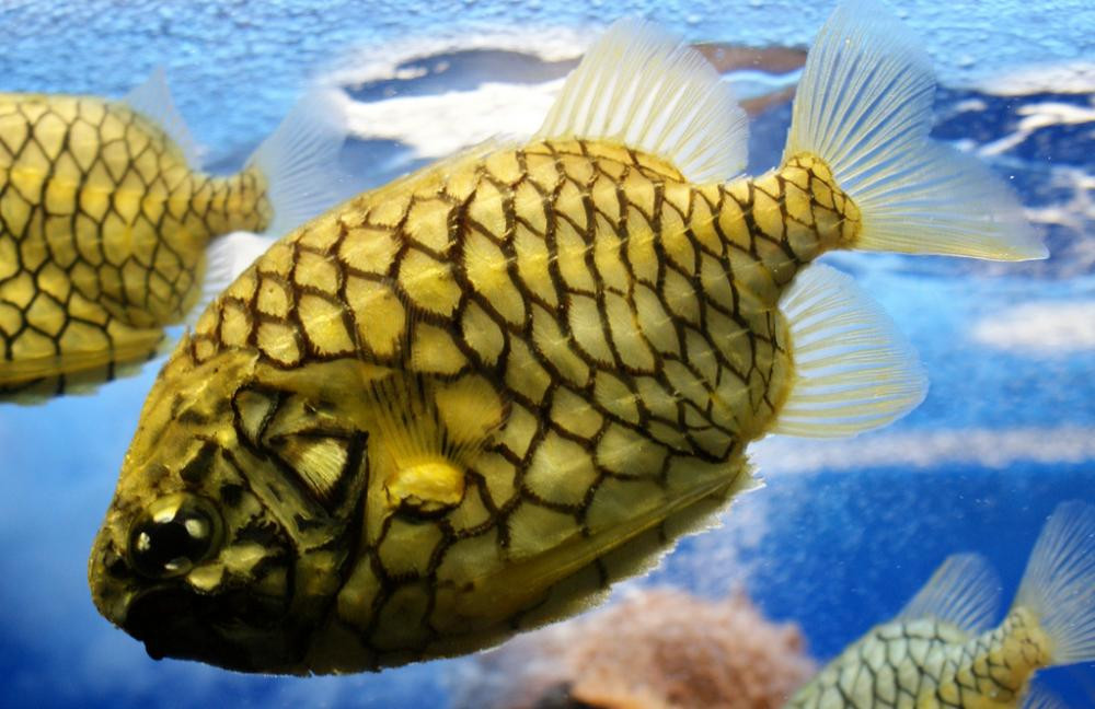 Cá quả thông (pinecone fish) là tên gọi chung của các loài cá thuộc họ Monocentridae, phân bố trên vùng biến kéo dài từ Nam Nhật Bản đến Australia, trong đó có một phần của Biển Đông.
