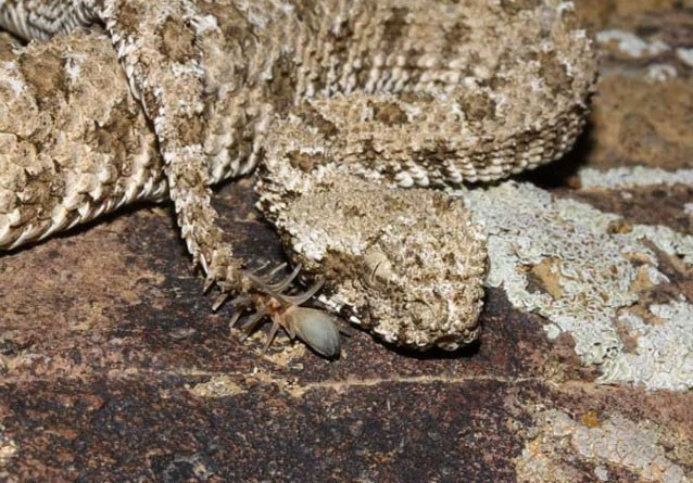 Loài rắn độc dị thường - rắn viper Ba Tư có sừng, đuôi nhện. Phần đuôi biến dạng cực điểm của loài sinh vật vừa giống rắn vừa giống nhện đóng vai trò thu hút con mồi.