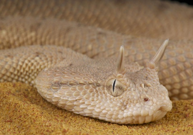 Rắn sừng sa mạc (Desert Horned Viper) khi săn mồi thường ẩn mình dưới lớp cát của sa mạc để chờ đợi thời cơ con mồi sập bẫy. Đặc biệt, loài này có hai chiếc sừng nhọn trên chiếc đầu hình tam giác và tập tính di chuyển bằng cách đi giật lùi.
