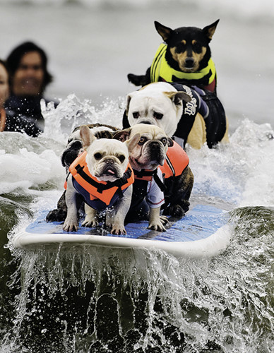 Chó có trí thông minh của một đứa trẻ 2 tuổi, có thể hiểu khoảng 165 từ và trong khoảng 4 đến 5 năm sau có thể thêm hoặc bớt đi vốn từ đã học.