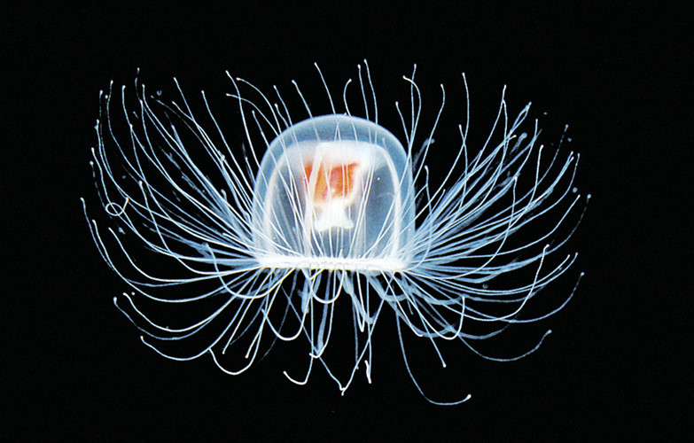 Sứa có thể bất tử. Sứa Turritopsis nutricula hay còn được biết đến là sứa bất tử là một loại thủy tức giống sứa, thuộc ngành Cnidaria, có khả năng quay ngược vòng đời của chúng từ thời kỳ trưởng thành trở lại thời kỳ sinh vật đơn bào và từ đó lại tiếp tục phát triển. Ngay cả khi biển cạn khô, sứa bất tử vẫn không chết, nó chỉ biến thành dạng polyp và khi có nước trở lại, nó sẽ lại tái sinh ngoạn mục.