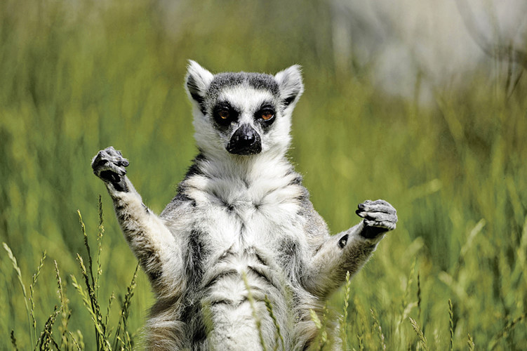 Vượn cáo có lẽ là loài động vật bình tĩnh nhất trên Trái đất, chúng không bao giờ bị căng thẳng, không bao giờ vội vàng. Nếu không có gì thay đổi, một ngày của chúng chỉ gồm việc tắm nắng, ăn uống và nghỉ ngơi.