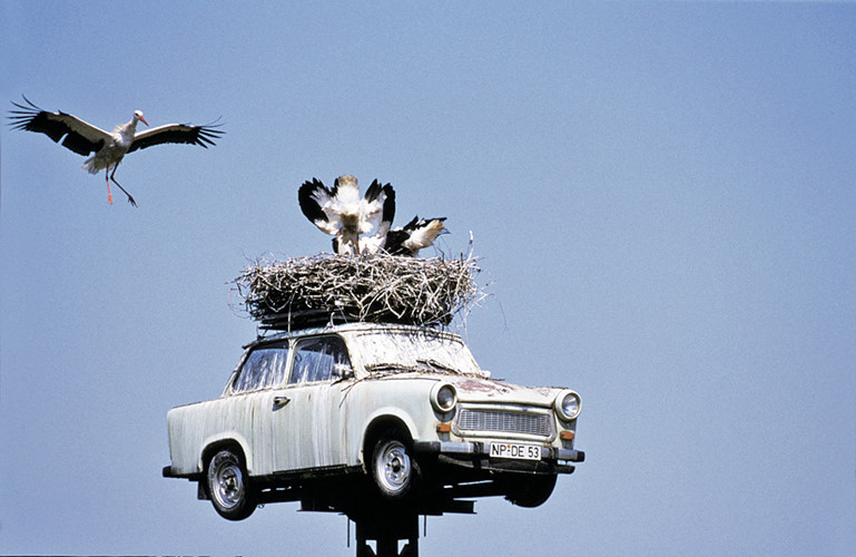 Cò trưởng thành có một phòng ngủ riêng trong tổ. Cò là một trong những loài chim làm tổ ở những nơi bất ngờ nhất, trên đường điện cao áp, trong đường ống sản xuất... Chúng luôn làm tổ ở một khu vực rộng rãi, có diện tích ít nhất khoảng một đến hai mét. Điều này để thuận tiện cho việc chia phòng sau này. Khi cò con trưởng thành, chúng sẽ được xây phòng ngủ riêng chứ không chung đụng với cha mẹ nữa.