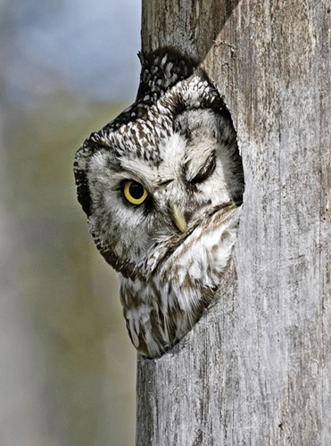 Cú không có nhãn cầu. vì thế chúng không thể xoay đảo con ngươi mà phải xoay đầu khi muốn nhìn sang hai bên. Cú cũng bị viễn thị, nếu gần, nó sử dụng thính giác để định hình vật chất.