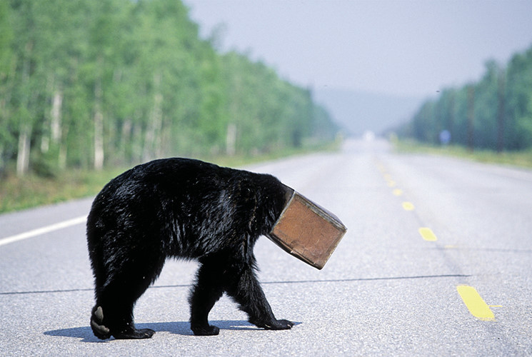 Gấu nâu, gấu đen sơ sinh chỉ nặng chưa đầy 400gram nhưng theo thời gian cùng với tuổi tác, trọng lượng của một con gấu có thể tăng đến hàng ngàn lần.