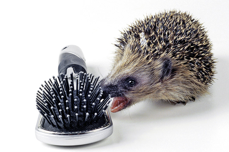 Nhím gai giảm nhiệt độ cơ thể xuống và ngủ đông một mạch từ 120 đến 130 ngày vào mùa lá rụng. Trong suốt khoảng thời gian ngủ đông đó, nhiệt độ cơ thể của nó chỉ duy trì ở mức 2 độ C.