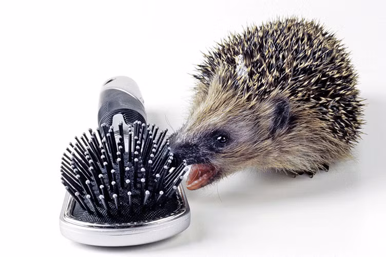 Nhím gai giảm nhiệt độ cơ thể xuống và ngủ đông một mạch từ 120 đến 130 ngày vào mùa lá rụng. Trong suốt khoảng thời gian ngủ đông đó, nhiệt độ cơ thể của nó chỉ duy trì ở mức 2 độ C.