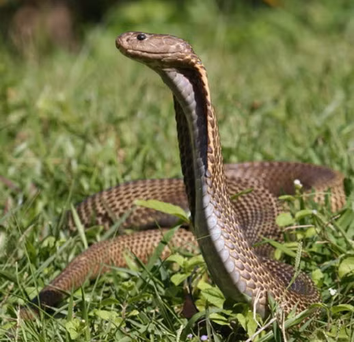 Rắn hổ mang Philippine. Trong số tất cả các loài rắn hổ mang, các chuyên gia về độc khẳng định loài rắn hổ mang Philippine sở hữu nọc độc kinh khủng nhất. Một vết cắn từ con rắn hổ mang Philippines có thể giết chết một người trưởng thành trong vòng nửa giờ. Nọc độc của nó có khả năng làm gián đoạn việc truyền tín hiệu thần kinh và làm tê liệt hệ thống hô hấp, khiến chúng lọt top những loài rắn nguy hiểm nhất và độc nhất trên thế giới. (Theo L25)