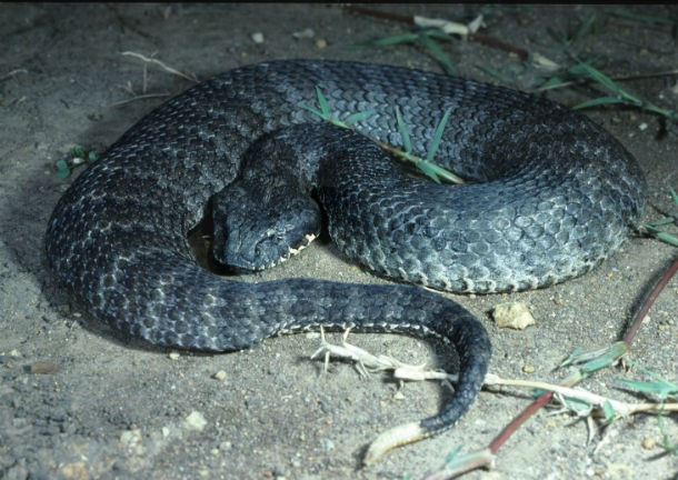 Rắn Death Adder. Có nguồn gốc ở Australia, đây là một trong những loài rắn đất độc nhất ở Australia và toàn thế giới. Nọc độc của chúng đủ khiến con người sợ run khi nhắc tới cái tên chết chóc của mình. Nạn nhân bị rắn Death Adder cắn sẽ phải trải qua những cảm giác tồi tệ nhất trong cuộc đời trước khi trút hơi thở cuối cùng. (Theo L25)