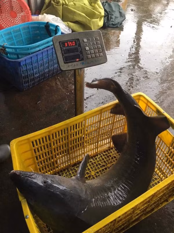 Con cá tầm 'khủng' gần 40kg, đại gia Hà Thành tranh nhau mua.