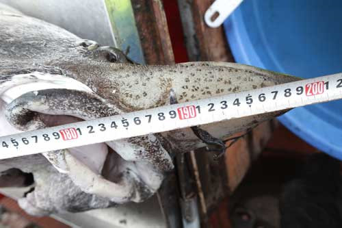 Tại Việt Nam, ở khu vực Thác Bạc (Sa Pa, Lào Cai); Đạt Lạt, người dân cũng nuôi cá tầm, tuy nhiên, cân nặng của cá tầm chỉ đạt hơn 10kg, chưa từng xuất hiện cá tầm vài chục kg. Cá tầm ăn ở tầng đáy, ăn các loài động vật giáp xác và cá nhỏ.